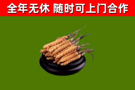 洞头回收散虫草