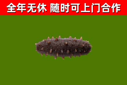 洞头回收海参干